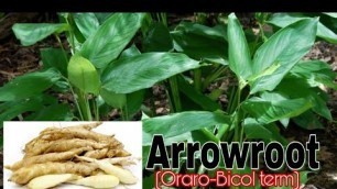 'Arrowroot | Boiled Oraro(Bicol Term) |Root crops | Elvie Morota'