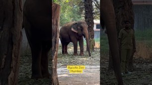 'Byculla Zoo | Elephant #shorts #tiktok #trending #viral #fashion #youtubeshorts #cute #like #love'