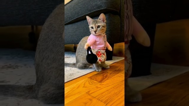 'cute cat fashion dress #viral #video #shorts #youtubeshort #funny #cutecat #cat #cute #fashion #love'