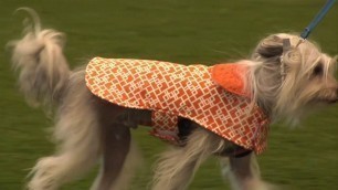 'Sophisticated Pup Fashion Show at the International Kennel Club Show'