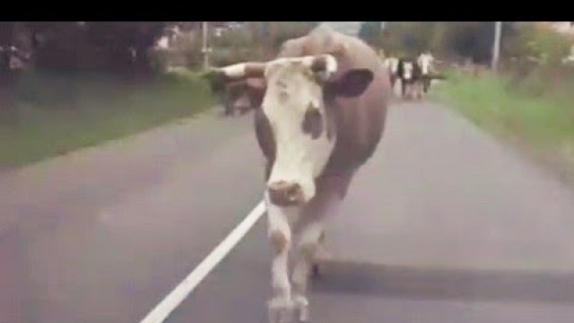 'Cow 