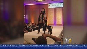 'Haute Dog Chicago Fashion Show'