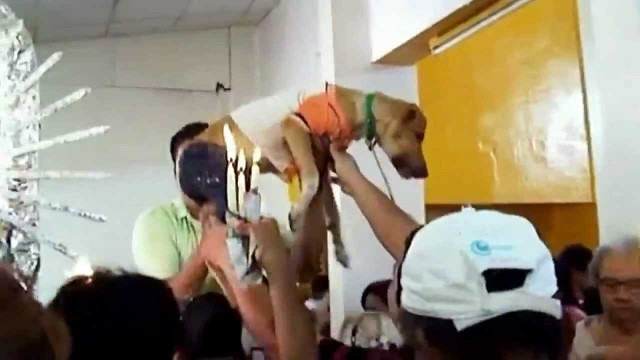 'Dogs dressed in human clothes for church service in Nicaragua'